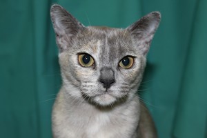 Wiltshire & District Cat Club Show 2009 Pictures by Paul Marshall